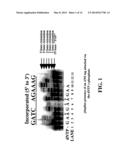 ENZYMATIC NUCLEIC ACID SYNTHESIS: COMPOSITIONS AND METHODS FOR INHIBITING     PYROPHOSPHOROLYSIS diagram and image