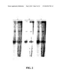 ENZYMATIC NUCLEIC ACID SYNTHESIS: COMPOSITIONS AND METHODS FOR INHIBITING     PYROPHOSPHOROLYSIS diagram and image