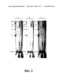 ENZYMATIC NUCLEIC ACID SYNTHESIS: COMPOSITIONS AND METHODS FOR INHIBITING     PYROPHOSPHOROLYSIS diagram and image