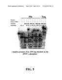 ENZYMATIC NUCLEIC ACID SYNTHESIS: COMPOSITIONS AND METHODS FOR INHIBITING     PYROPHOSPHOROLYSIS diagram and image