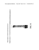 ENZYMATIC NUCLEIC ACID SYNTHESIS: COMPOSITIONS AND METHODS FOR INHIBITING     PYROPHOSPHOROLYSIS diagram and image