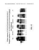 ENZYMATIC NUCLEIC ACID SYNTHESIS: COMPOSITIONS AND METHODS FOR INHIBITING     PYROPHOSPHOROLYSIS diagram and image