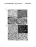 iPS CELL HAVING DIFFERENTIATION PROPENSITY FOR CORNEAL EPITHELIUM diagram and image