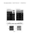 GENERATION AND USE OF PLURIPOTENT STEM CELLS diagram and image