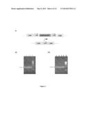 GENERATION AND USE OF PLURIPOTENT STEM CELLS diagram and image