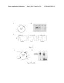 GENERATION AND USE OF PLURIPOTENT STEM CELLS diagram and image