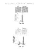 UNDERCARBOXYLATED/UNCARBOXYLATED OSTEOCALCIN INCREASES BETA-CELL     PROLIFERATION, INSULIN SECRETION, INSULIN SENSITIVITY, GLUCOSE TOLERANCE     AND DECREASES FAT MASS diagram and image