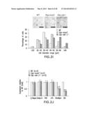 UNDERCARBOXYLATED/UNCARBOXYLATED OSTEOCALCIN INCREASES BETA-CELL     PROLIFERATION, INSULIN SECRETION, INSULIN SENSITIVITY, GLUCOSE TOLERANCE     AND DECREASES FAT MASS diagram and image