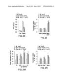 UNDERCARBOXYLATED/UNCARBOXYLATED OSTEOCALCIN INCREASES BETA-CELL     PROLIFERATION, INSULIN SECRETION, INSULIN SENSITIVITY, GLUCOSE TOLERANCE     AND DECREASES FAT MASS diagram and image