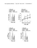 UNDERCARBOXYLATED/UNCARBOXYLATED OSTEOCALCIN INCREASES BETA-CELL     PROLIFERATION, INSULIN SECRETION, INSULIN SENSITIVITY, GLUCOSE TOLERANCE     AND DECREASES FAT MASS diagram and image