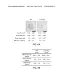 UNDERCARBOXYLATED/UNCARBOXYLATED OSTEOCALCIN INCREASES BETA-CELL     PROLIFERATION, INSULIN SECRETION, INSULIN SENSITIVITY, GLUCOSE TOLERANCE     AND DECREASES FAT MASS diagram and image