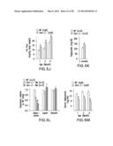 UNDERCARBOXYLATED/UNCARBOXYLATED OSTEOCALCIN INCREASES BETA-CELL     PROLIFERATION, INSULIN SECRETION, INSULIN SENSITIVITY, GLUCOSE TOLERANCE     AND DECREASES FAT MASS diagram and image