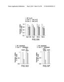 UNDERCARBOXYLATED/UNCARBOXYLATED OSTEOCALCIN INCREASES BETA-CELL     PROLIFERATION, INSULIN SECRETION, INSULIN SENSITIVITY, GLUCOSE TOLERANCE     AND DECREASES FAT MASS diagram and image