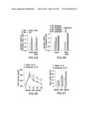 UNDERCARBOXYLATED/UNCARBOXYLATED OSTEOCALCIN INCREASES BETA-CELL     PROLIFERATION, INSULIN SECRETION, INSULIN SENSITIVITY, GLUCOSE TOLERANCE     AND DECREASES FAT MASS diagram and image