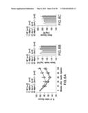 UNDERCARBOXYLATED/UNCARBOXYLATED OSTEOCALCIN INCREASES BETA-CELL     PROLIFERATION, INSULIN SECRETION, INSULIN SENSITIVITY, GLUCOSE TOLERANCE     AND DECREASES FAT MASS diagram and image