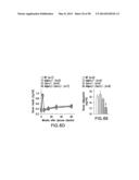 UNDERCARBOXYLATED/UNCARBOXYLATED OSTEOCALCIN INCREASES BETA-CELL     PROLIFERATION, INSULIN SECRETION, INSULIN SENSITIVITY, GLUCOSE TOLERANCE     AND DECREASES FAT MASS diagram and image