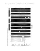 UNDERCARBOXYLATED/UNCARBOXYLATED OSTEOCALCIN INCREASES BETA-CELL     PROLIFERATION, INSULIN SECRETION, INSULIN SENSITIVITY, GLUCOSE TOLERANCE     AND DECREASES FAT MASS diagram and image