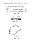 UNDERCARBOXYLATED/UNCARBOXYLATED OSTEOCALCIN INCREASES BETA-CELL     PROLIFERATION, INSULIN SECRETION, INSULIN SENSITIVITY, GLUCOSE TOLERANCE     AND DECREASES FAT MASS diagram and image