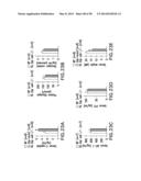 UNDERCARBOXYLATED/UNCARBOXYLATED OSTEOCALCIN INCREASES BETA-CELL     PROLIFERATION, INSULIN SECRETION, INSULIN SENSITIVITY, GLUCOSE TOLERANCE     AND DECREASES FAT MASS diagram and image