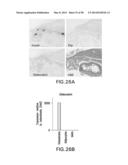 UNDERCARBOXYLATED/UNCARBOXYLATED OSTEOCALCIN INCREASES BETA-CELL     PROLIFERATION, INSULIN SECRETION, INSULIN SENSITIVITY, GLUCOSE TOLERANCE     AND DECREASES FAT MASS diagram and image