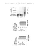 UNDERCARBOXYLATED/UNCARBOXYLATED OSTEOCALCIN INCREASES BETA-CELL     PROLIFERATION, INSULIN SECRETION, INSULIN SENSITIVITY, GLUCOSE TOLERANCE     AND DECREASES FAT MASS diagram and image