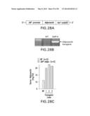 UNDERCARBOXYLATED/UNCARBOXYLATED OSTEOCALCIN INCREASES BETA-CELL     PROLIFERATION, INSULIN SECRETION, INSULIN SENSITIVITY, GLUCOSE TOLERANCE     AND DECREASES FAT MASS diagram and image