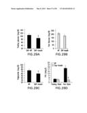 UNDERCARBOXYLATED/UNCARBOXYLATED OSTEOCALCIN INCREASES BETA-CELL     PROLIFERATION, INSULIN SECRETION, INSULIN SENSITIVITY, GLUCOSE TOLERANCE     AND DECREASES FAT MASS diagram and image