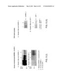 Compositions for Controlling Neuronal Outgrowth diagram and image