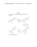 METHODS OF PRODUCING AND USING BRASSINOSTEROIDS TO PROMOTE GROWTH, REPAIR     AND MAINTENANCE OF SKELETAL MUSCLE AND SKIN diagram and image