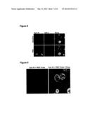 OPTICAL IMAGING PROBES diagram and image