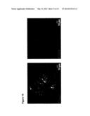 OPTICAL IMAGING PROBES diagram and image