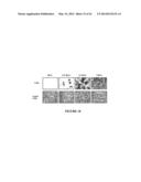 USE OF A COMBINATION OF MYXOMA VIRUS AND RAPAMYCIN FOR THERAPEUTIC     TREATMENT diagram and image