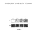 USE OF A COMBINATION OF MYXOMA VIRUS AND RAPAMYCIN FOR THERAPEUTIC     TREATMENT diagram and image