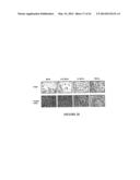 USE OF A COMBINATION OF MYXOMA VIRUS AND RAPAMYCIN FOR THERAPEUTIC     TREATMENT diagram and image