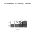 USE OF A COMBINATION OF MYXOMA VIRUS AND RAPAMYCIN FOR THERAPEUTIC     TREATMENT diagram and image