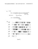 USE OF A COMBINATION OF MYXOMA VIRUS AND RAPAMYCIN FOR THERAPEUTIC     TREATMENT diagram and image