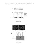 USE OF A COMBINATION OF MYXOMA VIRUS AND RAPAMYCIN FOR THERAPEUTIC     TREATMENT diagram and image