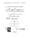 USE OF A COMBINATION OF MYXOMA VIRUS AND RAPAMYCIN FOR THERAPEUTIC     TREATMENT diagram and image