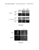 USE OF A COMBINATION OF MYXOMA VIRUS AND RAPAMYCIN FOR THERAPEUTIC     TREATMENT diagram and image