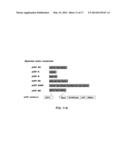 VECTORS AND METHODS FOR THE EFFICIENT GENERATION OF     INTEGRATION/TRANSGENE-FREE INDUCED PLURIPOTENT STEM CELLS FROM PERIPHERAL     BLOOD CELLS diagram and image