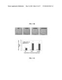 VECTORS AND METHODS FOR THE EFFICIENT GENERATION OF     INTEGRATION/TRANSGENE-FREE INDUCED PLURIPOTENT STEM CELLS FROM PERIPHERAL     BLOOD CELLS diagram and image