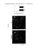 TEM8 ANTIBODIES, CONJUGATES THEREOF, AND THEIR USE diagram and image