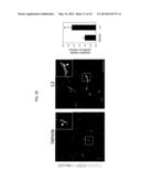 TEM8 ANTIBODIES, CONJUGATES THEREOF, AND THEIR USE diagram and image