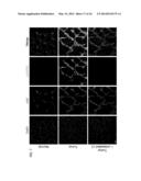 TEM8 ANTIBODIES, CONJUGATES THEREOF, AND THEIR USE diagram and image