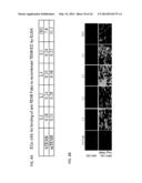 TEM8 ANTIBODIES, CONJUGATES THEREOF, AND THEIR USE diagram and image