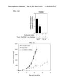 TEM8 ANTIBODIES, CONJUGATES THEREOF, AND THEIR USE diagram and image