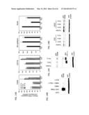 TEM8 ANTIBODIES, CONJUGATES THEREOF, AND THEIR USE diagram and image