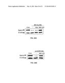 EPHA2 T-CELL EPITOPE AGONISTS AND USES THEREFORE diagram and image