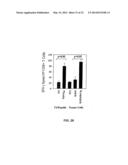 EPHA2 T-CELL EPITOPE AGONISTS AND USES THEREFORE diagram and image