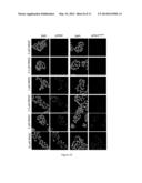 Method for Measuring ATR Inhibition mediated increases in DNA damage diagram and image